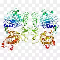转化生长因子表皮生长因子人蛋白