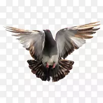 信鸽东方滚筒鸟png图片图像.鸟