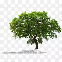 png图片树剪贴画图像树干