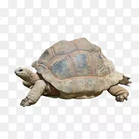 海龟爬行动物阿尔达布拉巨龟