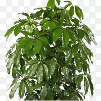 [医]白头翁属矮伞树，室内植物，互花米草植物-植物