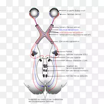 视觉系统视觉感知视神经视交叉脑