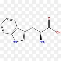 色氨酸氨基酸5-羟色胺酪氨酸