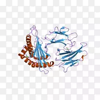 人白细胞抗原β-2微球蛋白HLA-MHCⅠ类主要组织相容性复合物