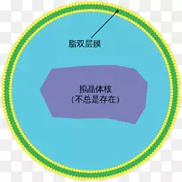 过氧化物酶体增殖物激活受体α长链脂肪酸细胞器