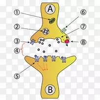 突触神经元突触囊泡解剖神经系统