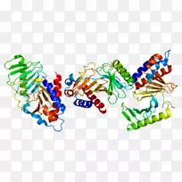 PLK 1类马球激酶蛋白氨基酸结构