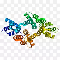 膜联蛋白a_2