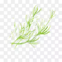 草本植物茎草本植物