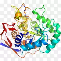 β-分泌酶1淀粉样前体蛋白分泌酶蛋白酶