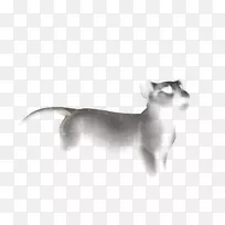 胡须，意大利灰狗，繁育暹罗猫