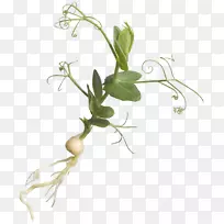 蔬菜草本植物茎开花植物