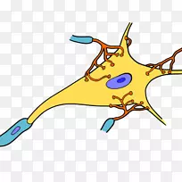 神经元细胞突触神经组织