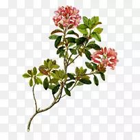 花图像c3孟买png图片灌木-花
