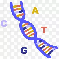 印度技术研究所德里核酸a-dna-dna透明和半透明