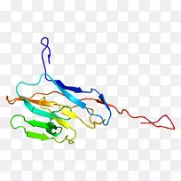 分化基因Cacam 8蛋白细胞粘附群