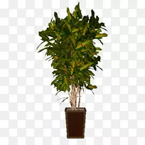 png图片室内植物花盆植物棕榈树