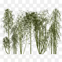 竹子png图片剪辑艺术图片库.xchng-茂密的树木