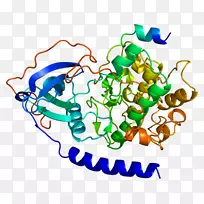 PRKACA蛋白激酶-prkacb蛋白亚基