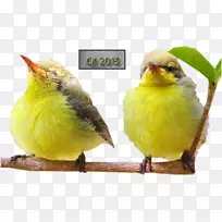 鸟类图像png图片jpeg-bird