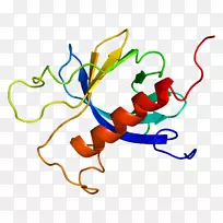 蛋白激酶c基因