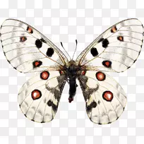 阿波罗蝴蝶、飞蛾、昆虫、节肢动物-昆虫