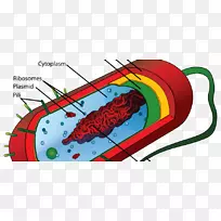 原核生物细胞膜真核细菌