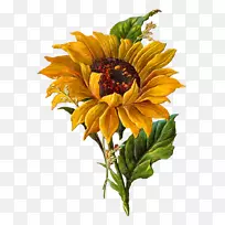 植物学插图绘制植物学剪贴画-向日葵