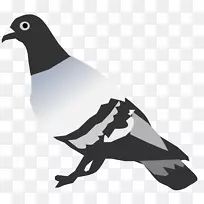 岩鸽和鸽子克兰德尔病虫害控制夹艺术png图片.鸽子