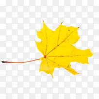 秋叶色png图片图像动画-幼嫩活生生的雪松精油