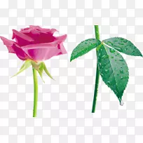 海滩玫瑰玫瑰家庭花园玫瑰仍有生命：粉红色玫瑰-粉红色凯迪拉克剪贴画