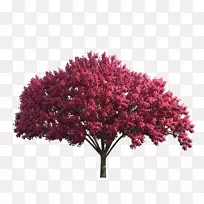 红枫树图片-树