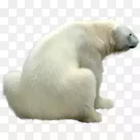 北极熊png图片狗大熊猫-北极熊