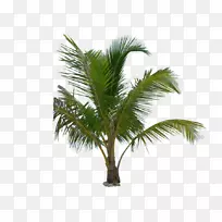 棕榈树png图片植物图像植物