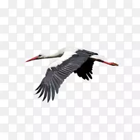 白鹳鸟鹭图像png图片.鸟类