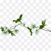 切花叶设计植物茎