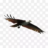 鹰动物喙羽翼鹰徽