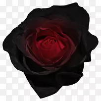 黑色玫瑰png图片图像绘图.玫瑰