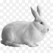 国内兔欧洲兔png图片-兔子