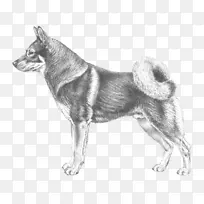 犬种挪威长白犬东西伯利亚拉伊卡Shikoku挪威Buhund-elkhound