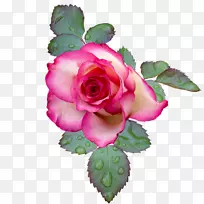 粉色花卉花园玫瑰.xchng剪贴画-花