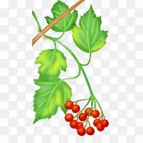 葡萄食品蔬菜水果叶.葡萄叶符号