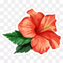 图迷迭香插图-三朵黑色红色芙蓉花