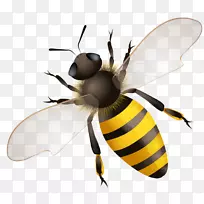 蜜蜂黄蜂图形摄影.蜜蜂