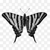 昆虫稀少的燕尾蝶旧世界燕尾黑燕尾昆虫