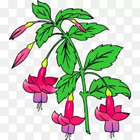 花卉设计剪贴画紫红色开放插画-KAP紫红色