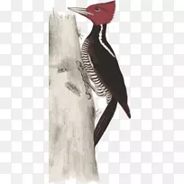 啄木鸟插图图像艺术