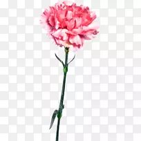 康乃馨花园玫瑰粉红色花-卡兰非