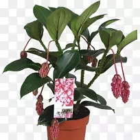 花盆延髓叶室内植物附生叶