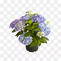 法国绣球花丁香植物紫罗兰花